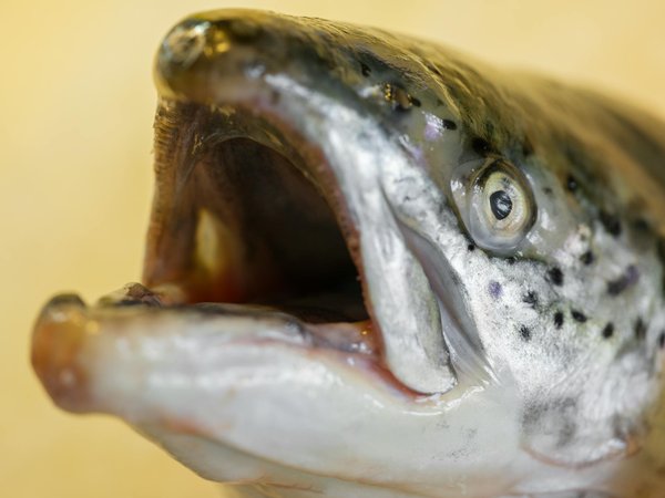 Découvrez Comment la Respiration Profonde Révolutionne la Gestion de l'Asthme