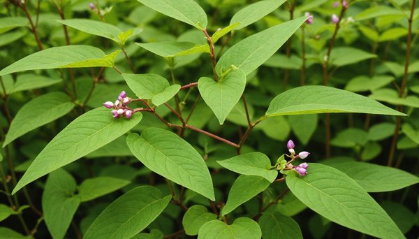Desmodium : une plante puissante contre l'hypertension